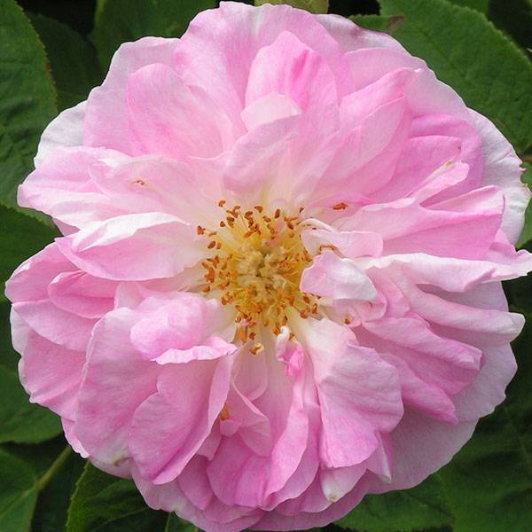 Gloire de Guillan - Pink Damask Rose