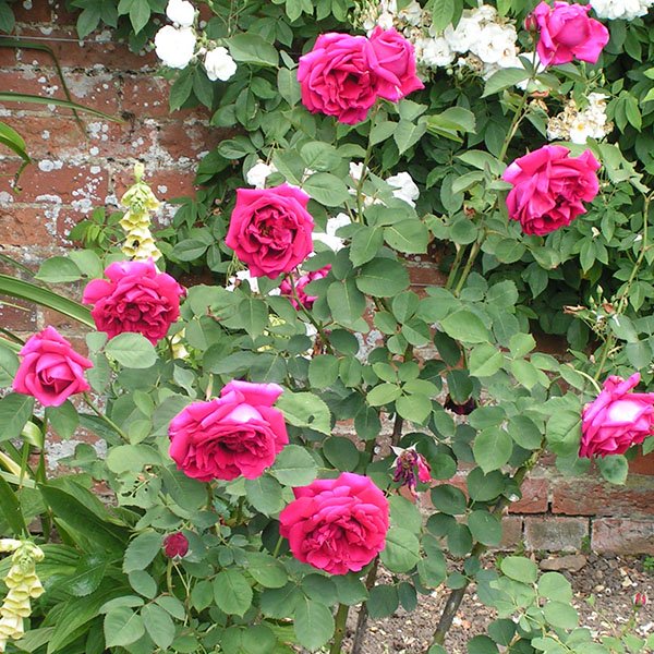 Hugh Dickson - Hybrid Perpetual Rose