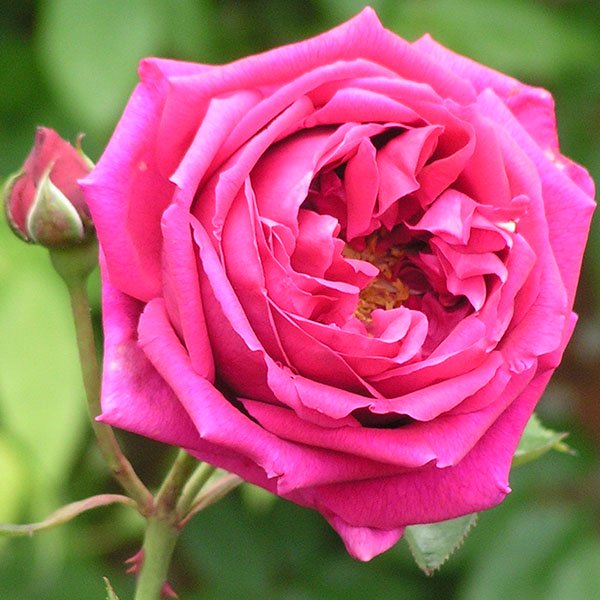 Hugh Dickson - Hybrid Perpetual Rose