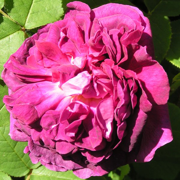 Indigo - Damask Rose