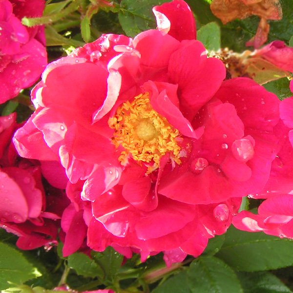 James Mason - Red Gallica Rose