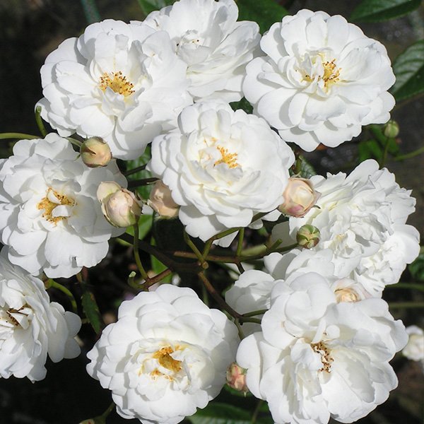 Katharina Zeimet - White Polyantha Rose