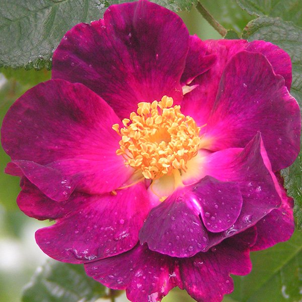La Belle Sultane - Gallica Rose