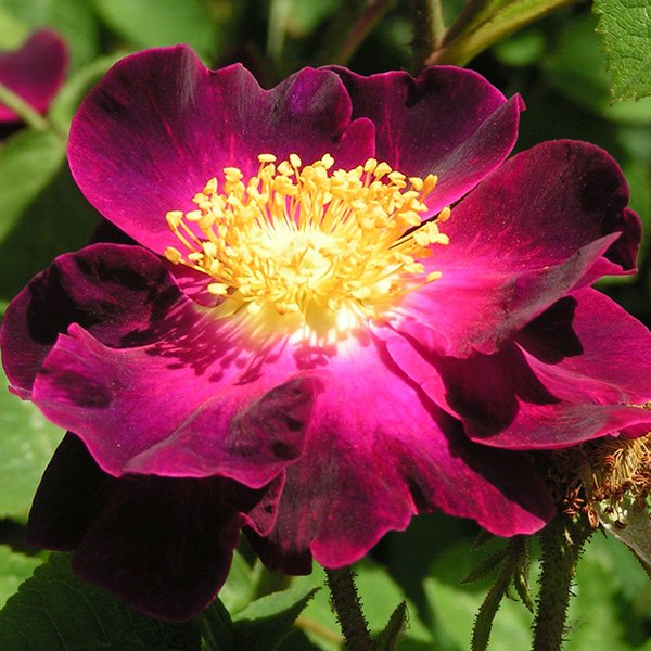 Violacea. a.k.a La Belle Sultane - Gallica Rose