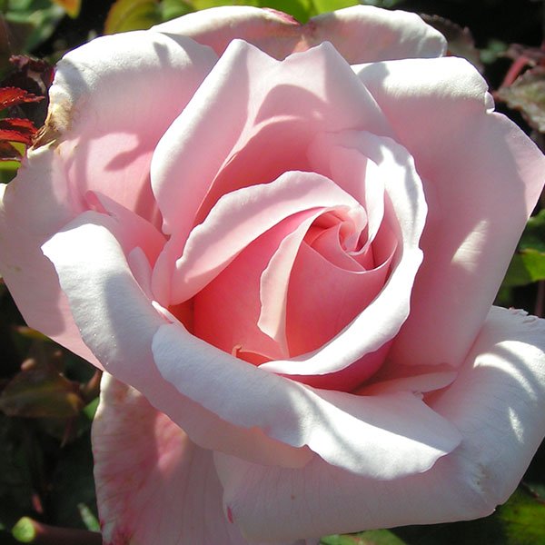 Lady Mary Fitzwilliam - Pink Rose