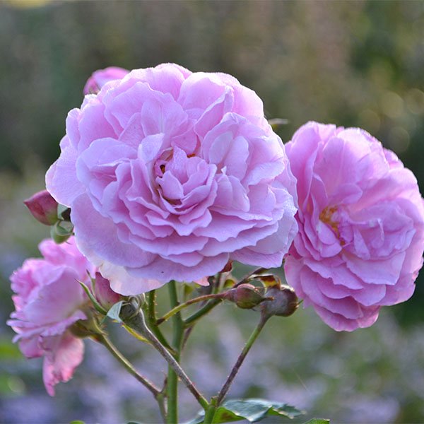 Lavender Lassie