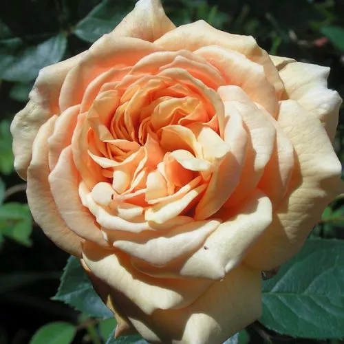 Lolabelle/ Lois - Apricot Shrub Rose