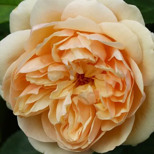 Lolabelle/ Lois - Apricot Shrub Rose