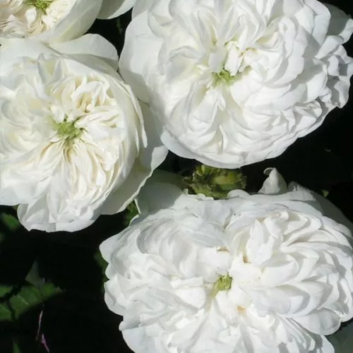 Mme. Hardy - White Damask Rose