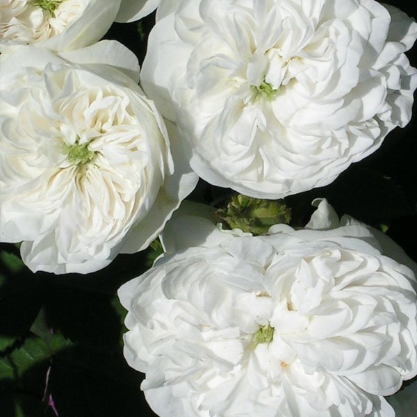 Mme. Hardy - White Damask Rose