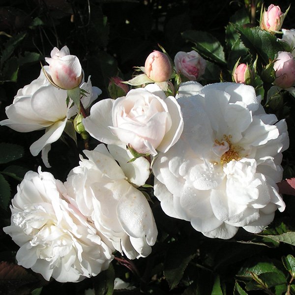 Marie Pavie - White Polyantha Rose