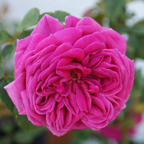 Mme Issac Perreire - Bourbon Rose