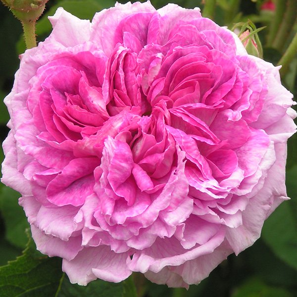 Nestor - Pink Gallica Rose