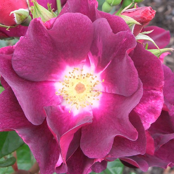 Night Owl - Purple Shrub Rose