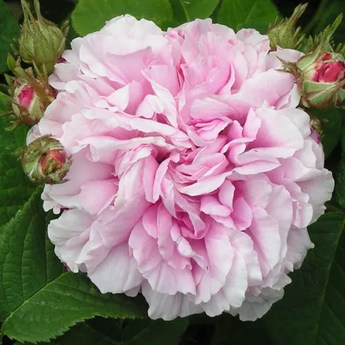 Pink Leda - Damask Rose