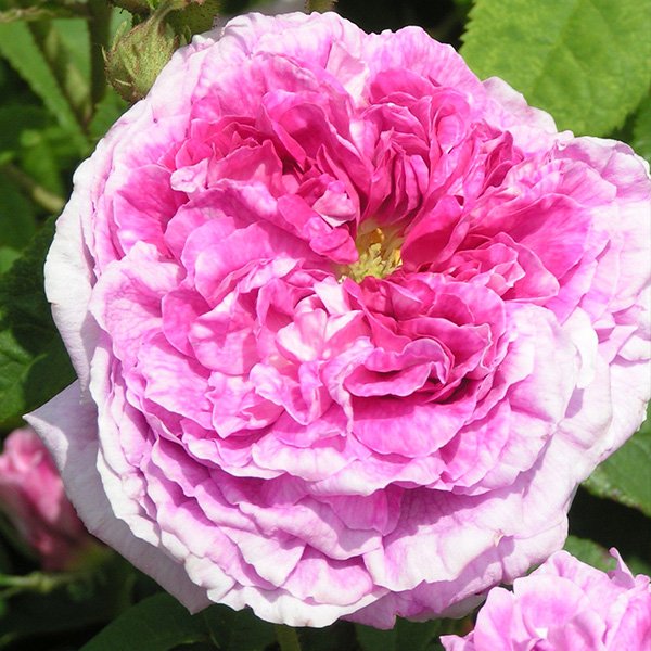 President de Seze - Pink Gallica Rose