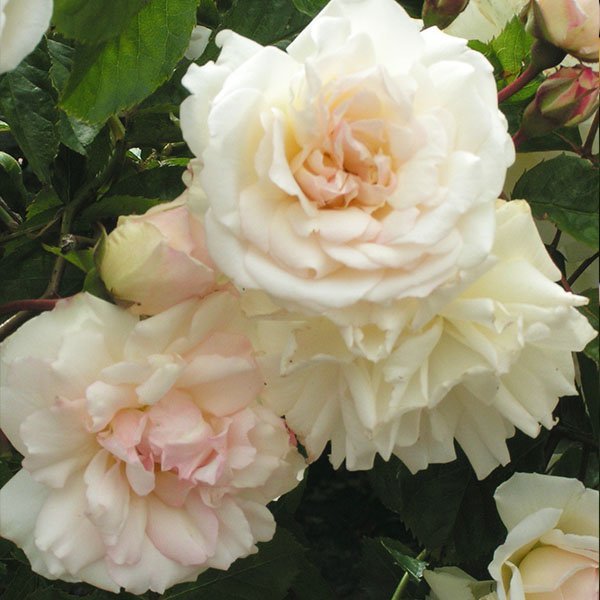 Prosperity - Cream Hybrid Perpetual