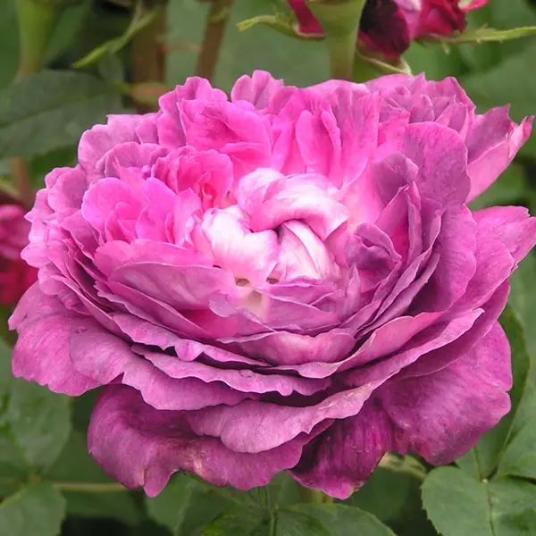 reine-des-violettes-hybrid-perpetual-rose Reine des Violettes - Purple Hybrid Perpetual Rose