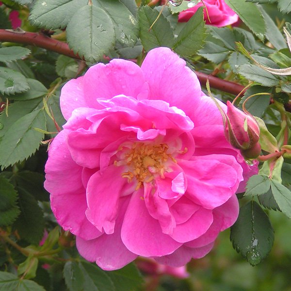 Rosa Califonica Plena - Pink Species Rose
