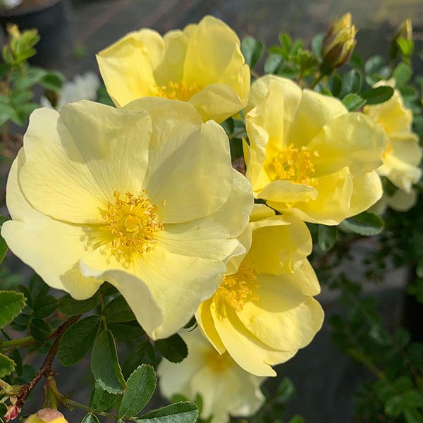 Rosa cantabrigiensis