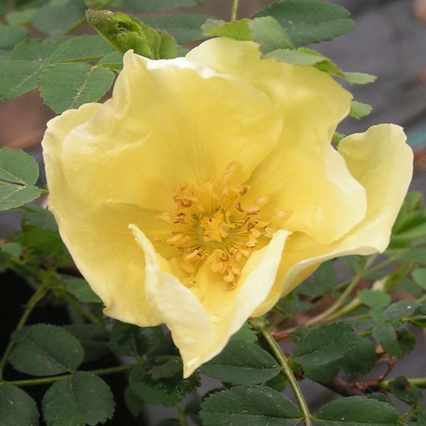Rosa hugonis - Yellow Species Rose