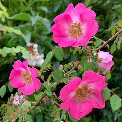 Rosa Moyesii 'Sealing Wax' has single deep pink blooms.