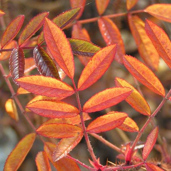 Rosa nitida - Autumn Foliage