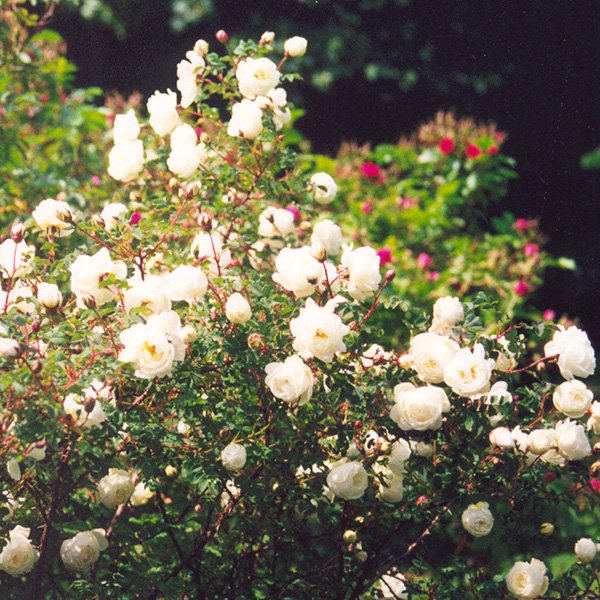 Rosa pimpinellifolia 'Double White' - White Species Rose