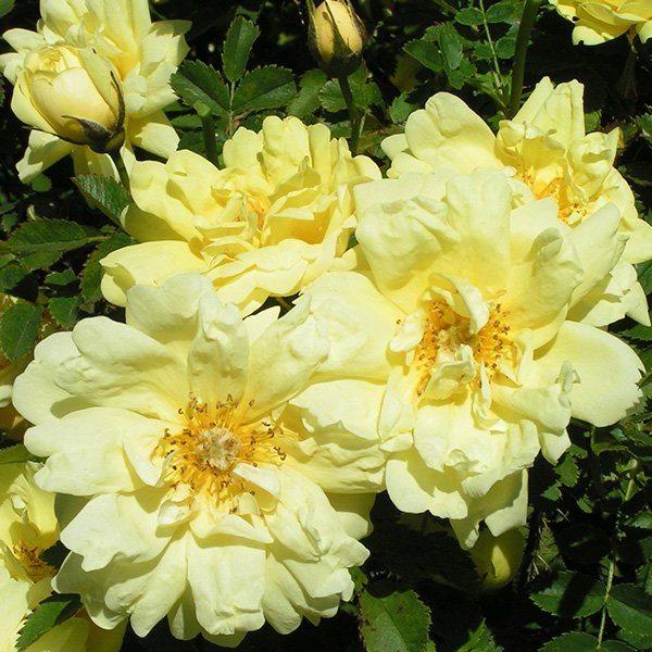 Rosa pimpinellifolia 'Double Yellow' - Yellow Species Rose