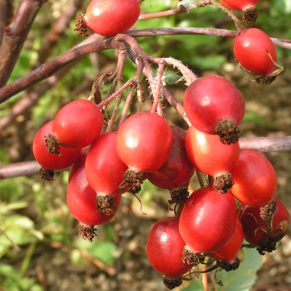 Rosa rubrifolia - Autumn Hips