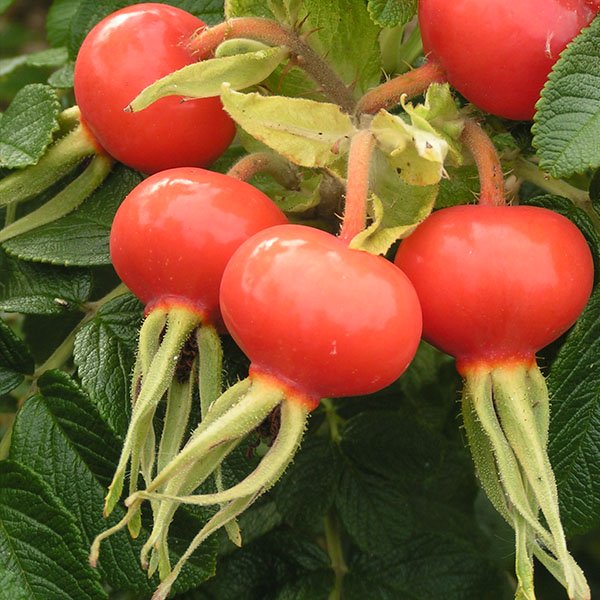 Rugosa Alba - Rose Hips