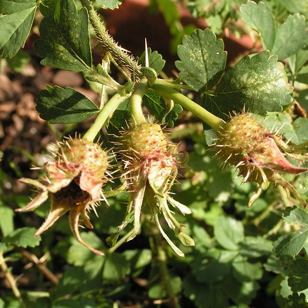Rosa Stella 'Mirifica' - 'Chesnut Hips'