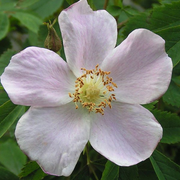 Rosa suffulta - Pink Species Rose