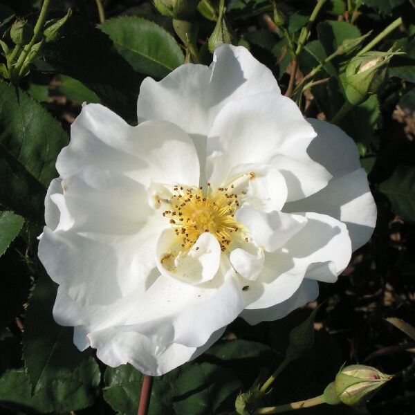 Rosa fedtshenkoana, white species.