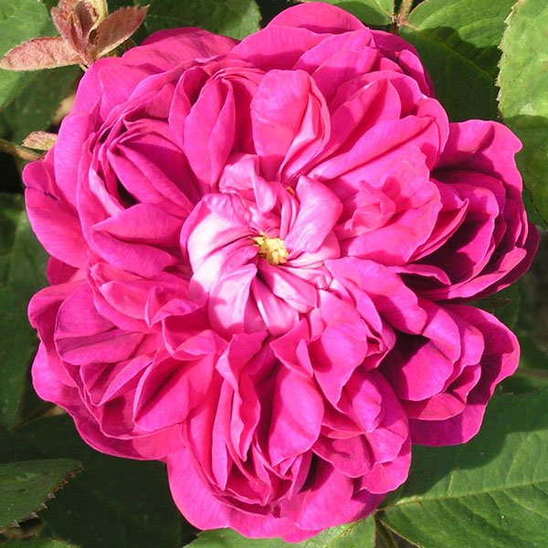 Rose de Rescht - Damask Rose