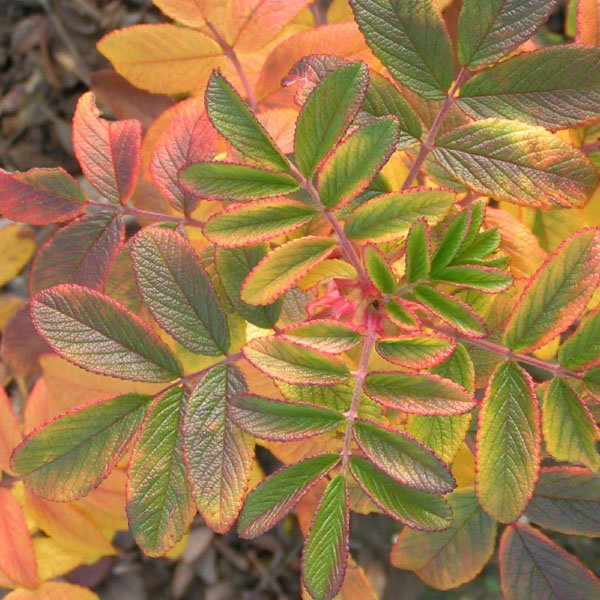 Roseraie de l'Hay - Autumn Foliage