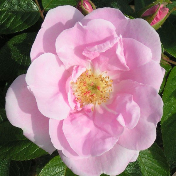 Sarah Van Fleet - Pink Rugosa Rose