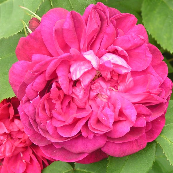 Star of Waltham - Red Hybrid Perpetual Rose