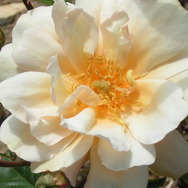 Thisbe - Hybrid Musk Rose