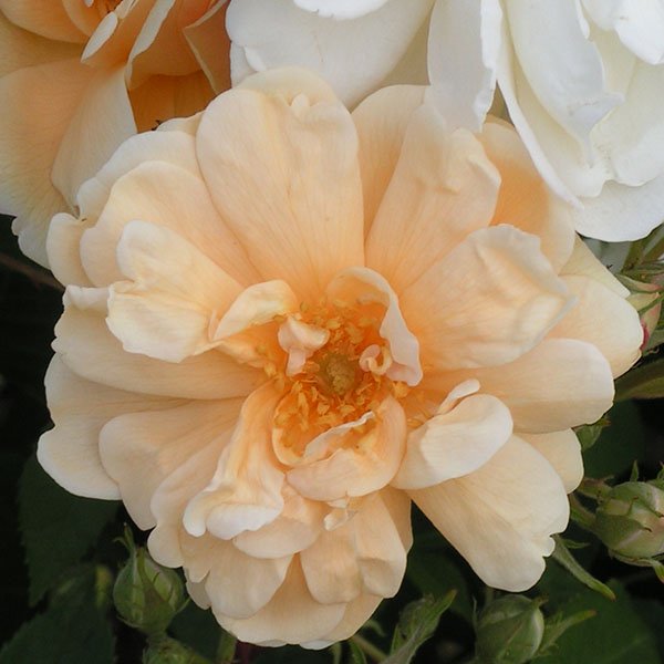 Thisbe - Hybrid Musk Rose