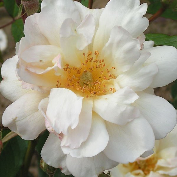 Thisbe - Hybrid Musk Rose