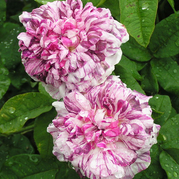 Tricolore de Flandre - Striped Gallica Rose