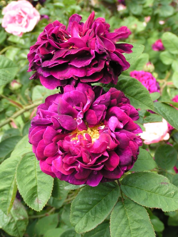 Blue Roses Uk Blue Roses - Trevor White Roses