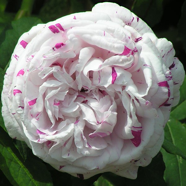 Variegata di Bologna