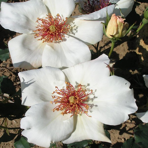 White Wings - Tea Rose