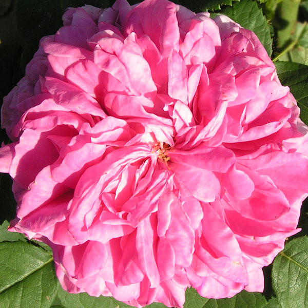 Yolande d'Aragon - Pink Hybrid Perpetual Rose
