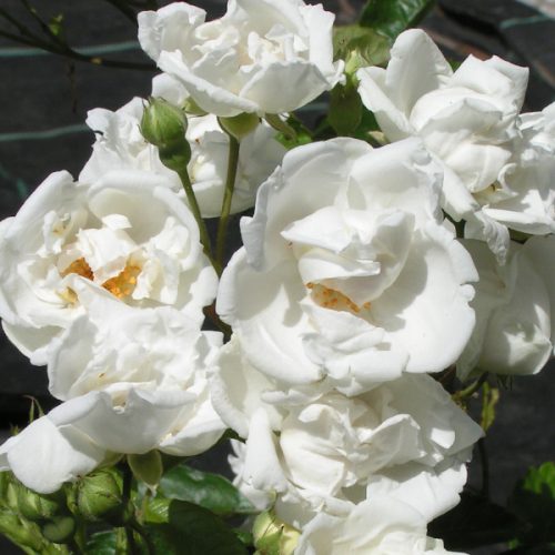 Yvonne Rabier - White Polyantha Rose