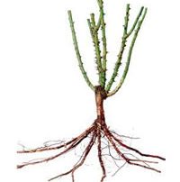 Bare Root Rose Image.