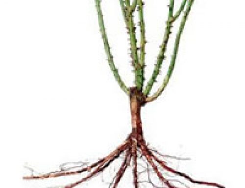 Preparing the ground for Bare Root Roses