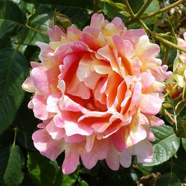 Rose des Cisterciens - Image 2
